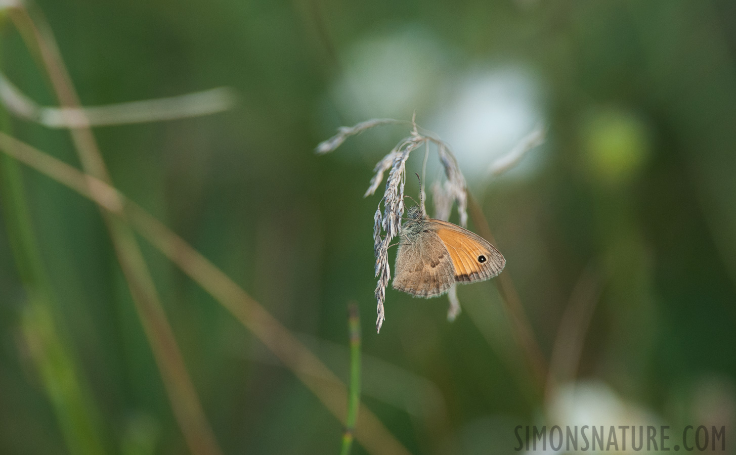 Hungary - Coenonympha pamphilus [550 mm, 1/800 sec at f / 8.0, ISO 1600]